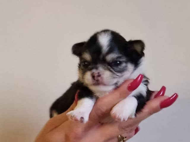 Långhåring chihuahua · Södertälje · Telge's Bling Bling