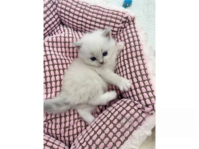 Ragdoll