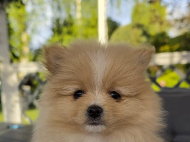Pomeranian