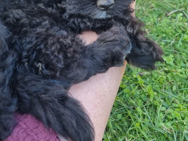 Maltipoo · Ystad · Jenny M.