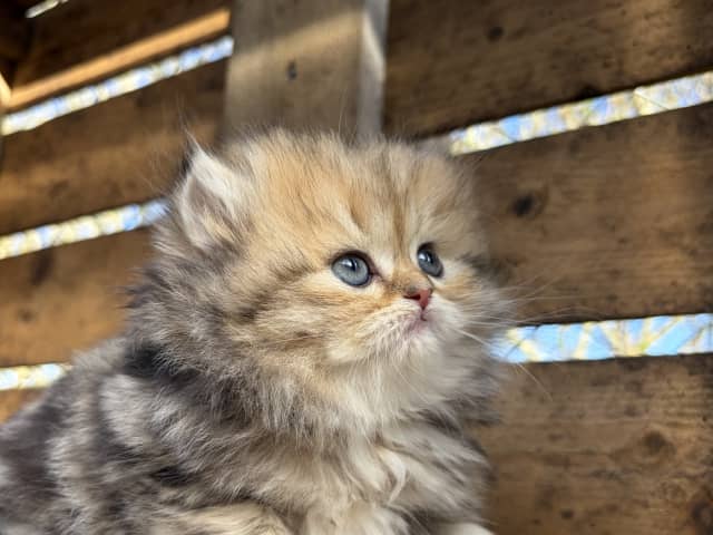 British Longhair
