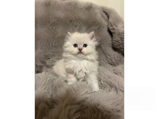 British Longhair