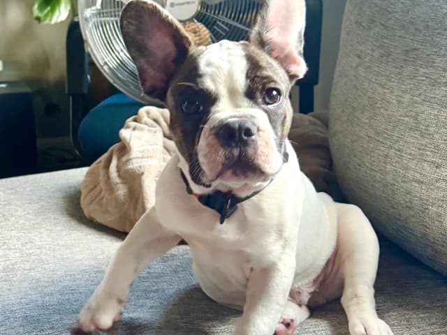 French Bulldog · Vårby · Walter C.