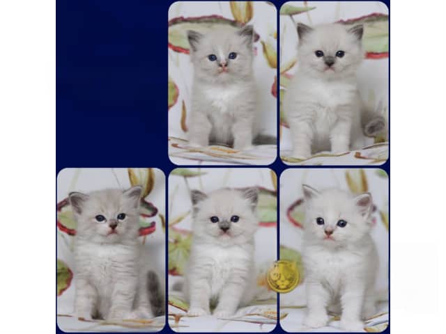 Ragdoll