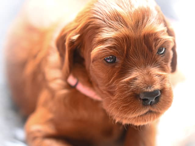 Irish Setter