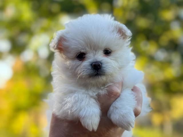 Pomchi · Vikbolandet · Bodil A.