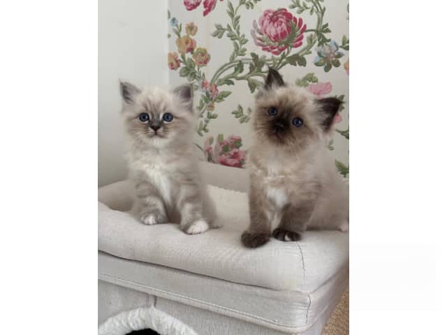 Birman