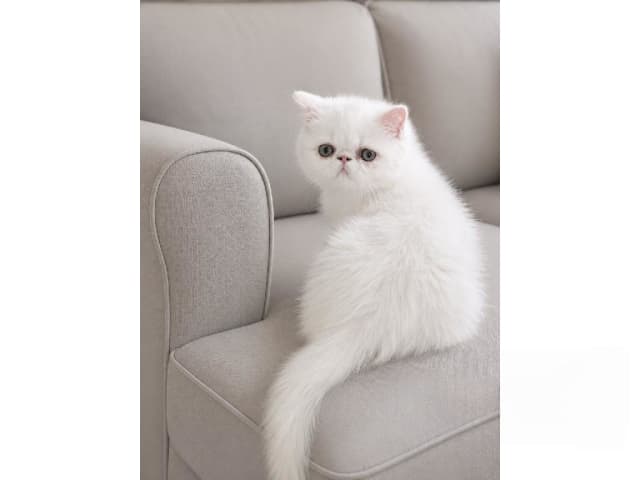 Exotic Shorthair