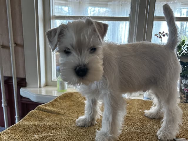 Miniature Schnauzer