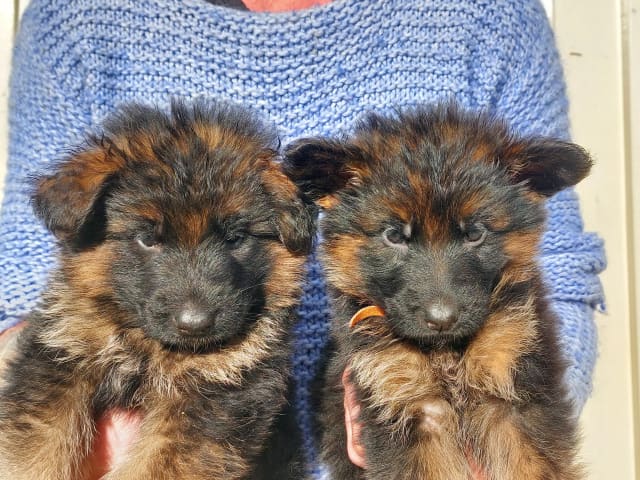 Schäferhund · Charlottenlund · Catharina Asphaug