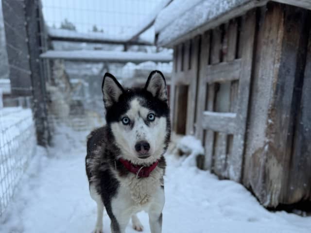 Dog: Akila