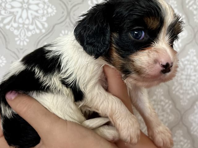 Puppy: Tik 1 Smilla
