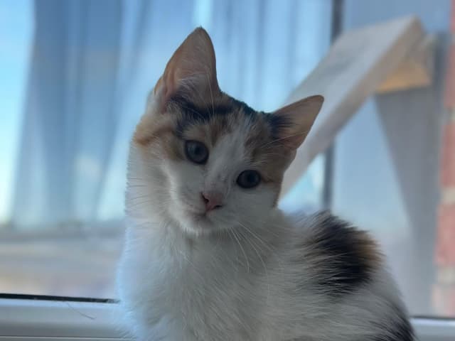 kattunge: Hona 1