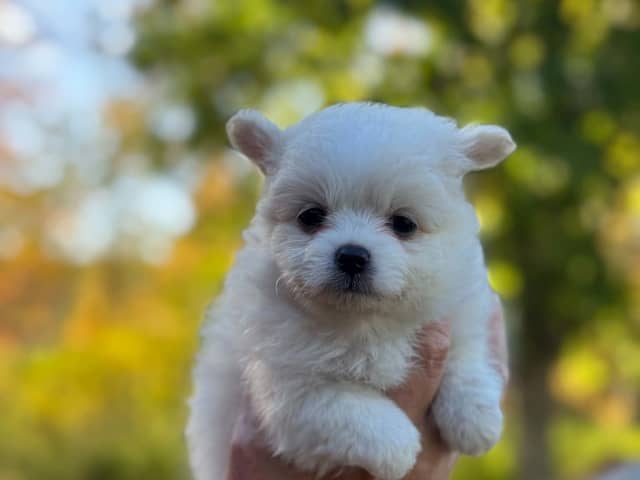 Puppy: Tik 3