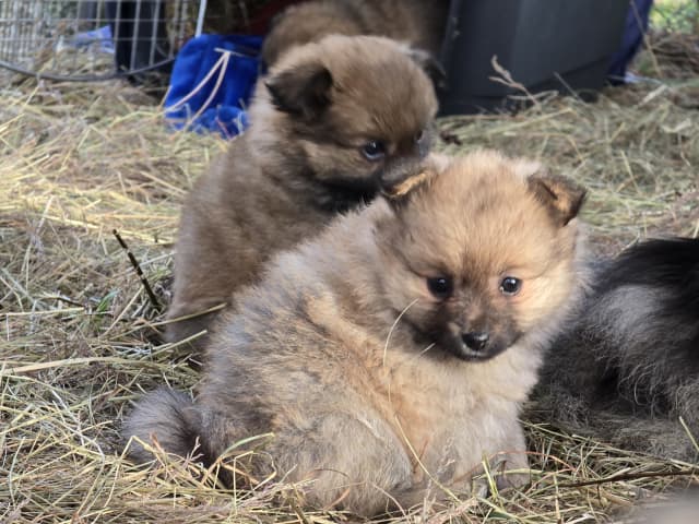 Puppy: DÅLAKUNGENS CARIN RALFSDOTTER