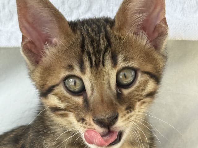 kattunge: Hane 1