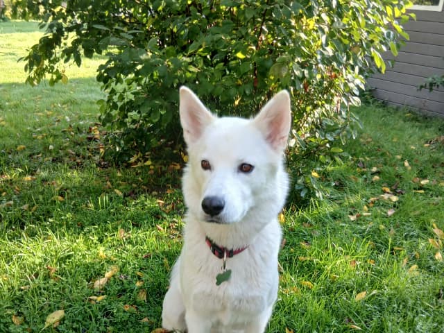 Mor: Dakota