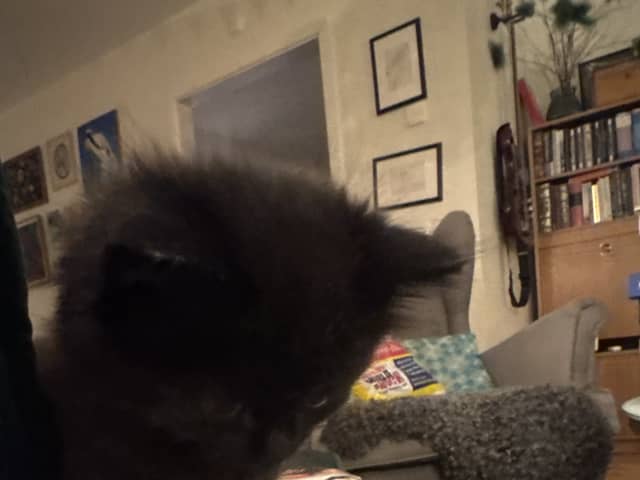 kitten: Hane 2