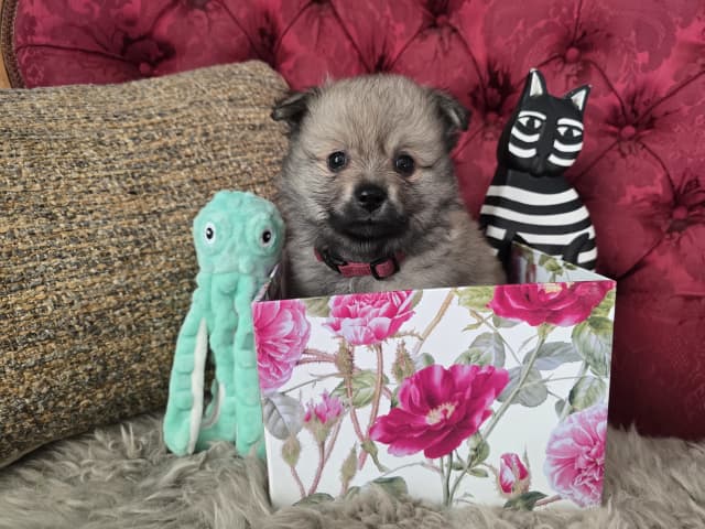 Puppy: DÅLAKUNGENS PRINS CHARLES