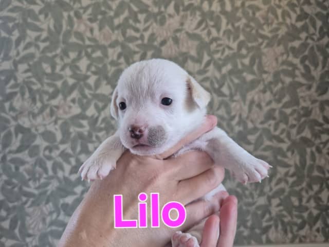 Puppy: Tik 2