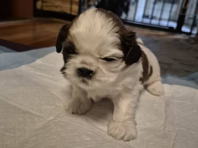 Puppy: Hane 2