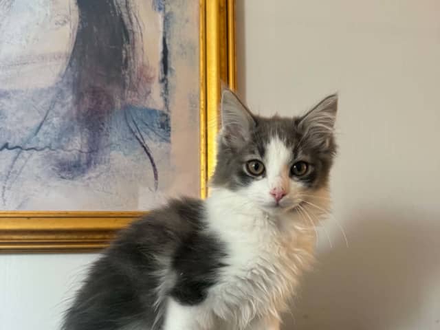 kattunge: Hane 1