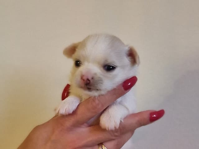 Puppy: Tik 1