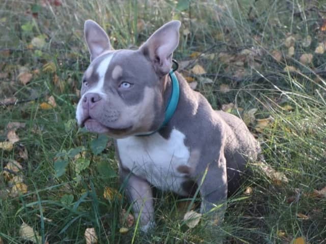 Valp: Neytiri