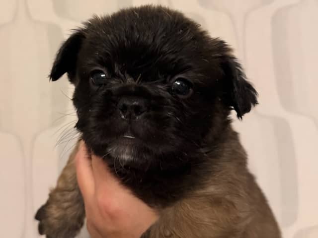 Puppy: Hane 1