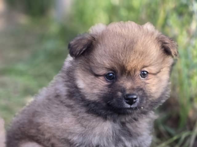 Puppy: DÅLAKUNGENS DROTTNING CHRISTINA