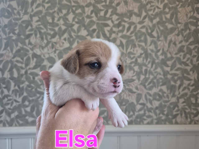 Puppy: Tik 1