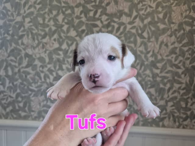 Puppy: Tik 3