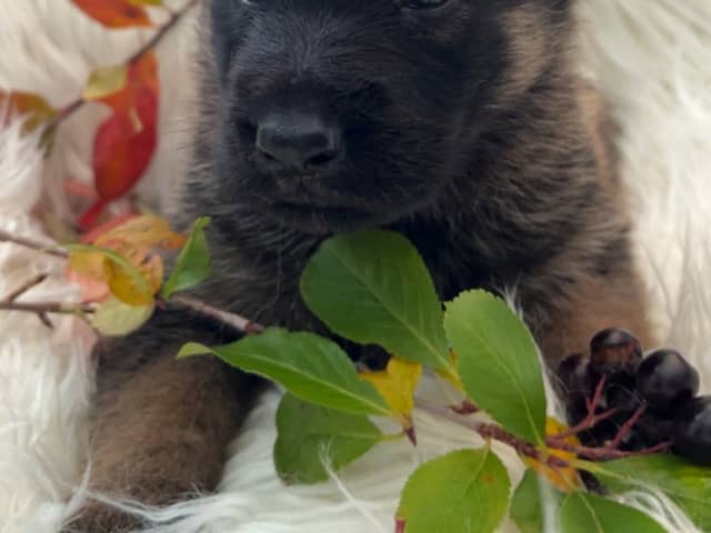 Puppy: SNÖMARKENS MOZART