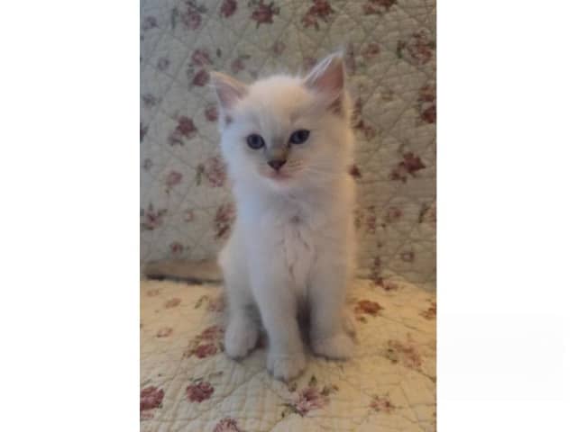 kattunge: Mumintrollet