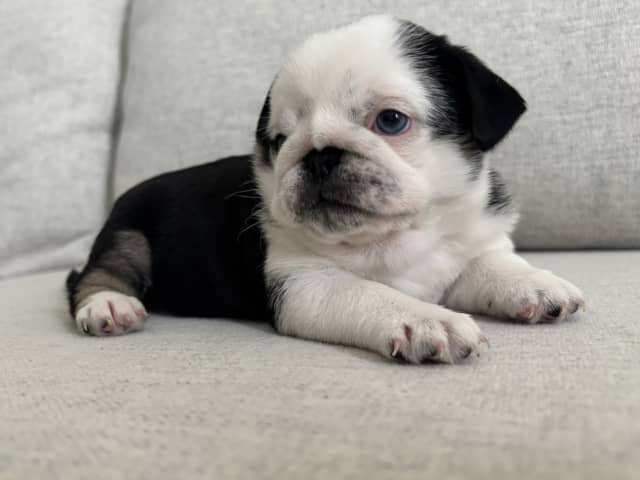 Puppy: Tik 1