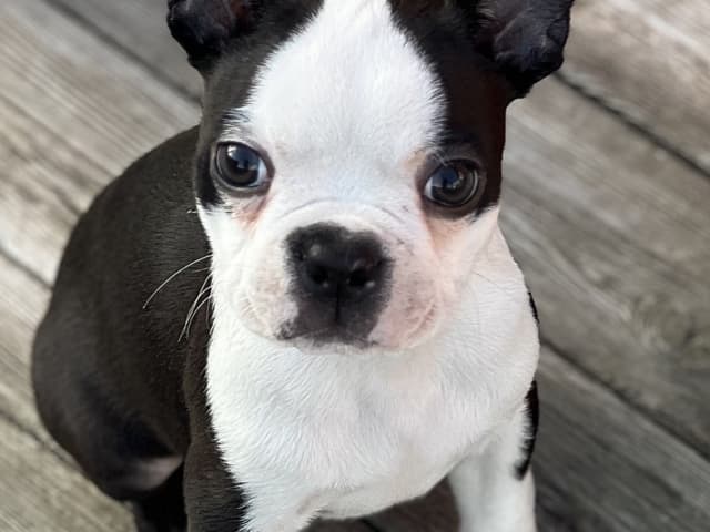 Puppy: Hane 2
