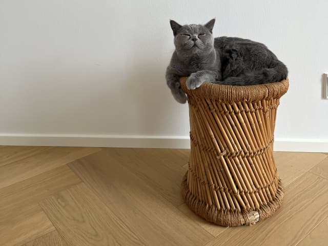Mamma: Lachatte dagfrid