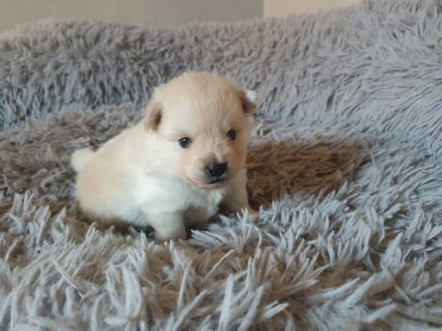 Puppy: Blazing Gold