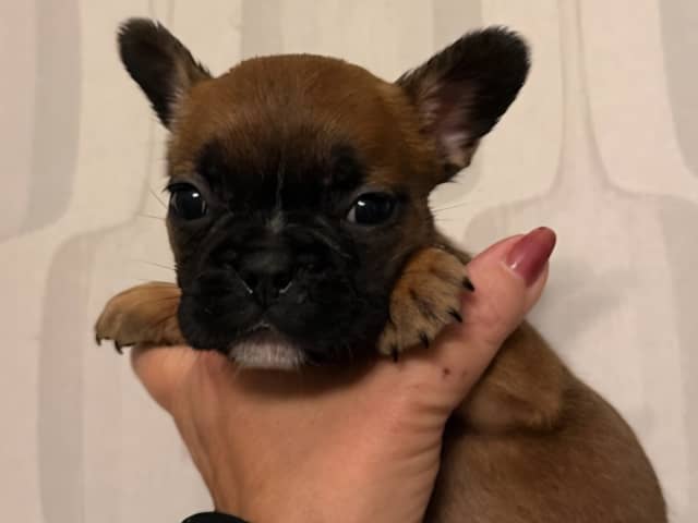 Puppy: Hane 3