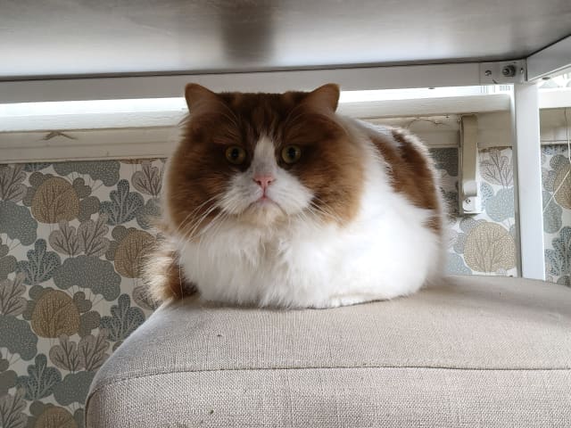 kattunge: Lego