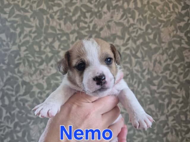 Puppy: Hane 1