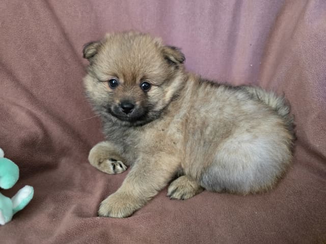 Puppy: DÅLAKUNGENS CARL VII GUSTAV