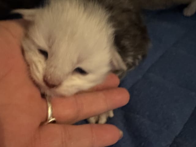 kattunge: Noel