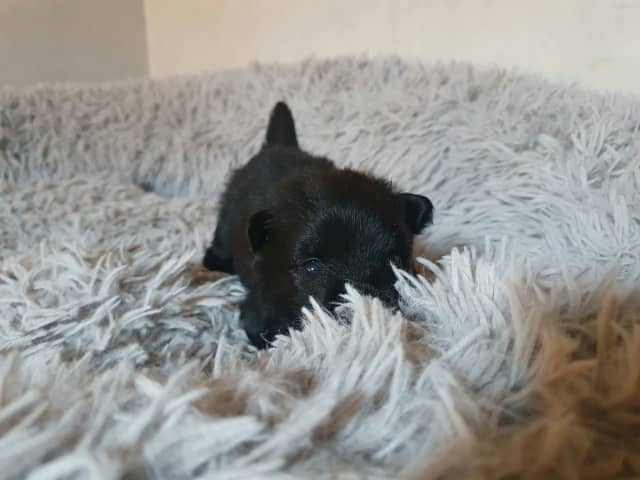 Puppy: Black Diamond