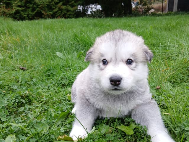 valp: Hannhund 1