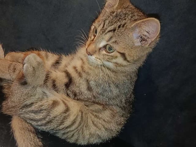 kitten: Timon
