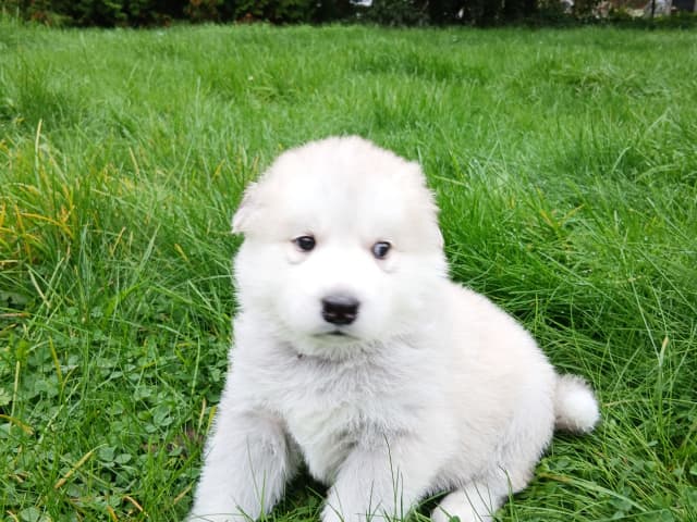 valp: Hannhund 2