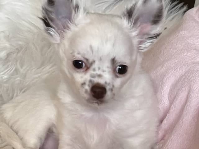 Puppy: Marilyn SE39341/2026