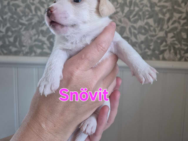 Puppy: Tik 5