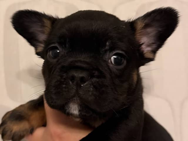 Puppy: Hane 2